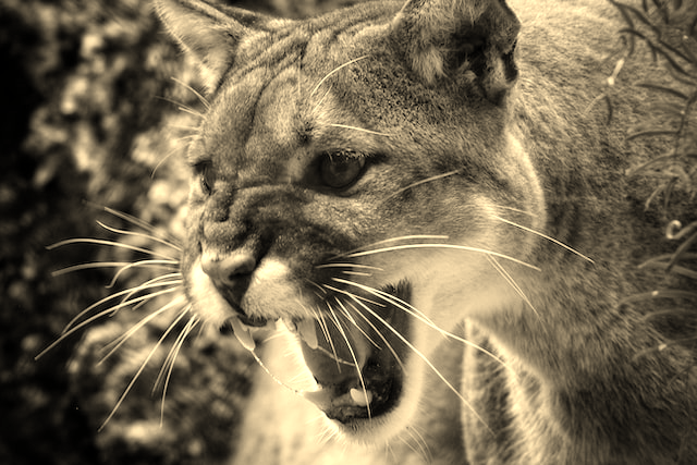 cougar sepia answer