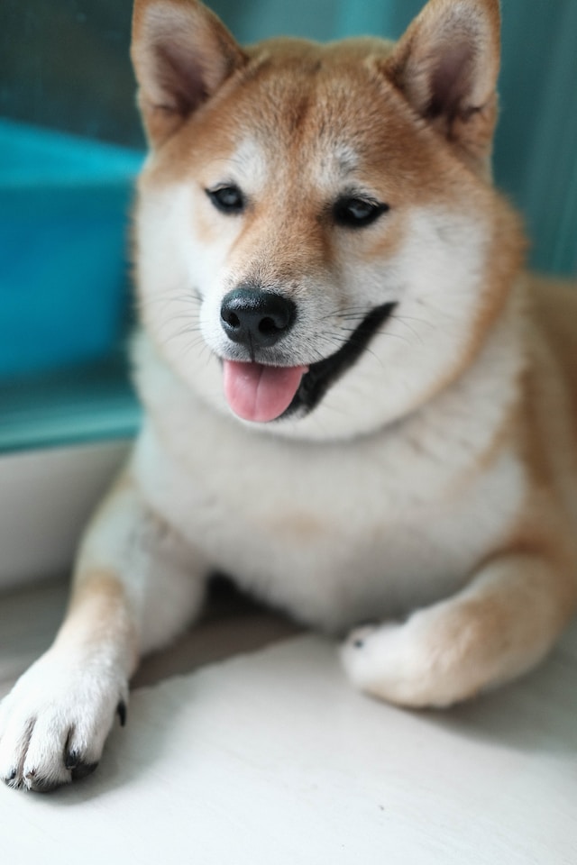 shiba inu