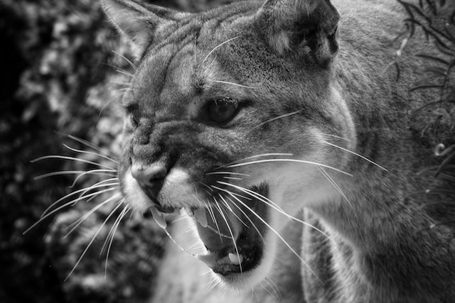 cougar grayscale example
